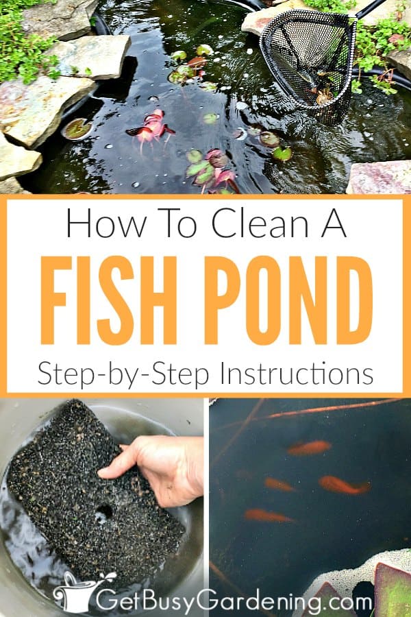 How To Clean A Fish Pond: Step-By-Step Instructions
