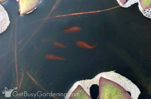 Fish swimming in my clean garden pond