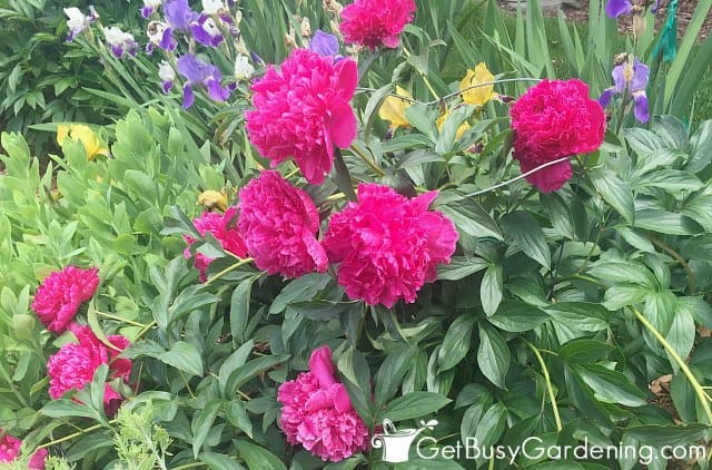 Gorgeous hot pink peony flowers