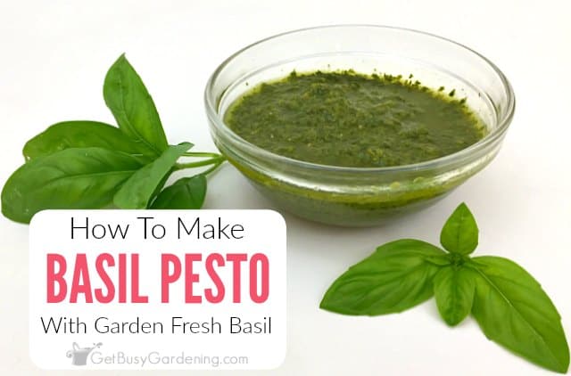 How To Make Basil Pesto Using Garden Fresh Basil