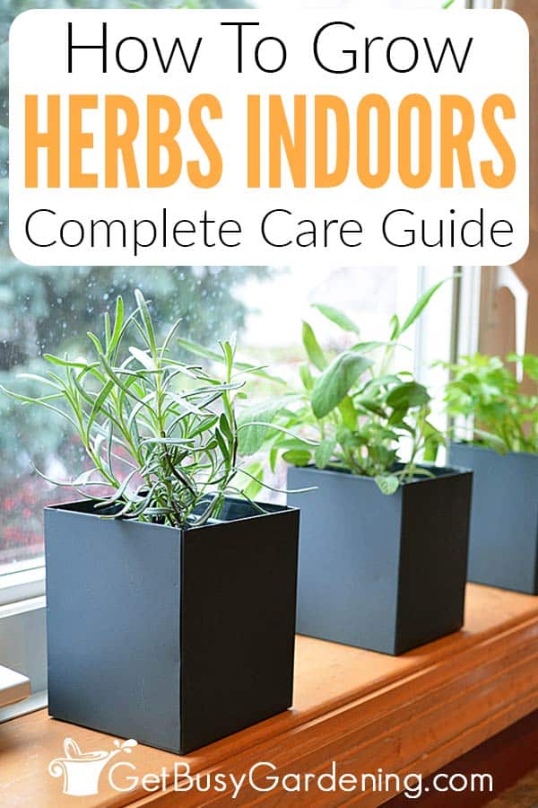 How To Grow Herbs Indoors Complete Care Guide