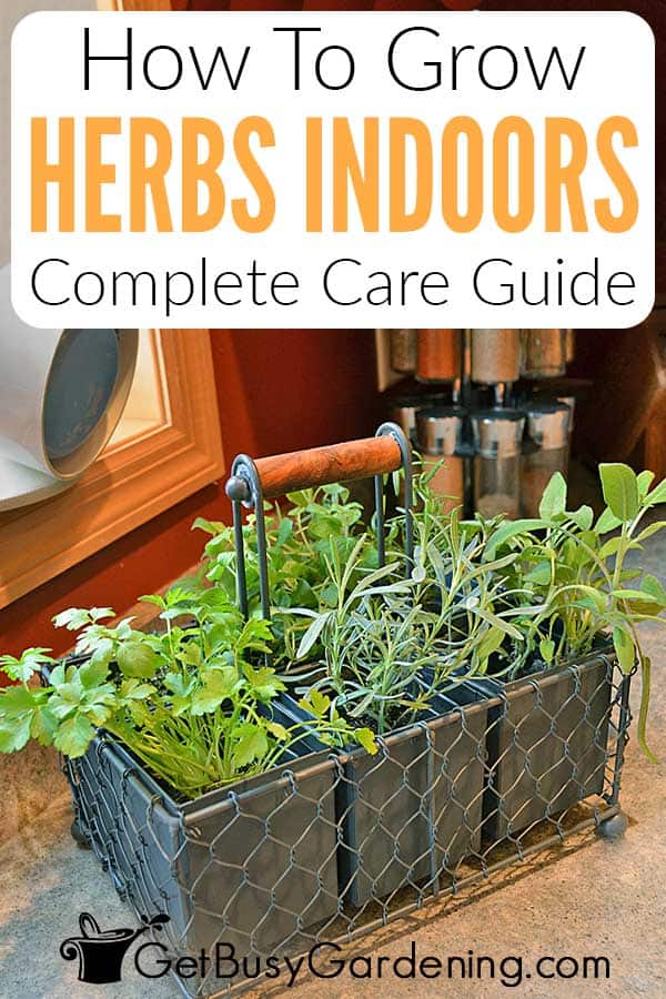 How To Grow Herbs Indoors Complete Care Guide