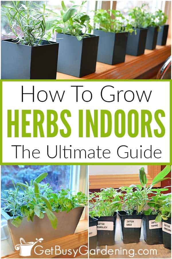 How To Grow Herbs Indoors: The Ultimate Guide