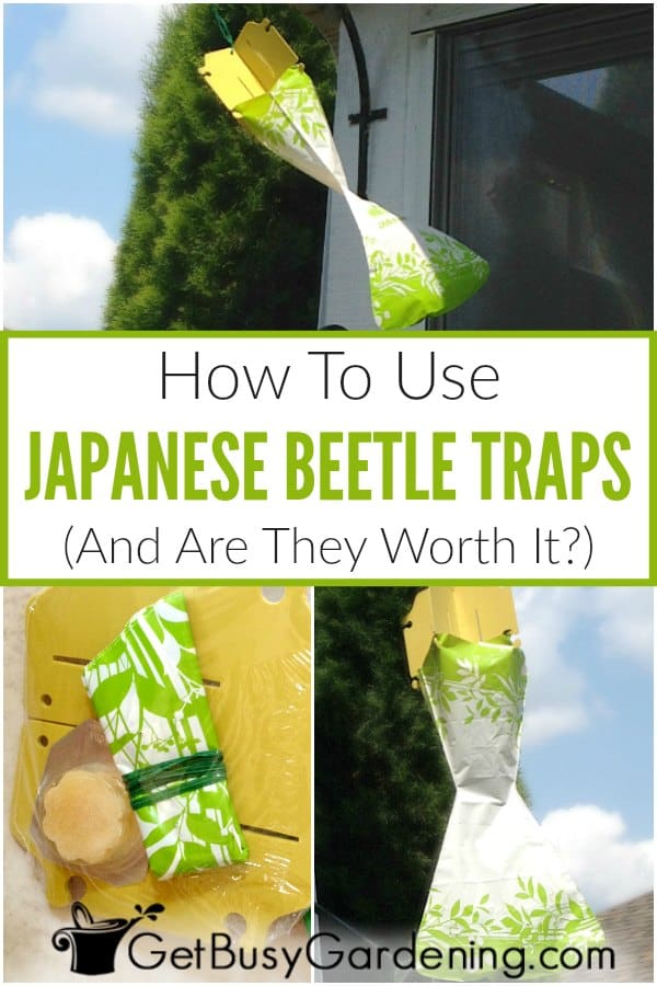 How To Use Japanese Beetle Traps (And Are They Worth It?)