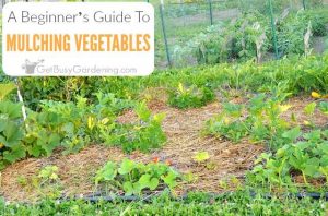 Beginner's Guide To Mulching Your Vegetable Garden - Get Busy Gardening