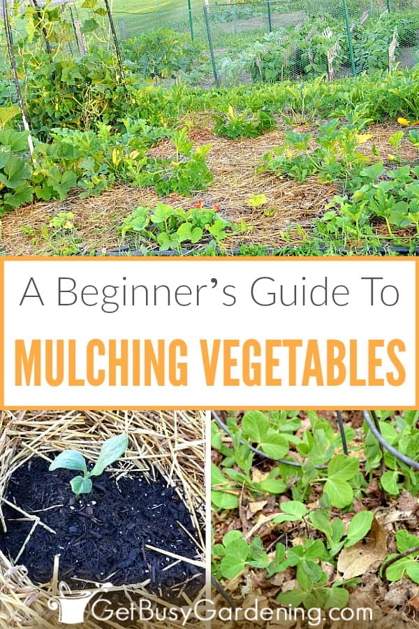 A Beginner's Guide To Mulching Vegetables
