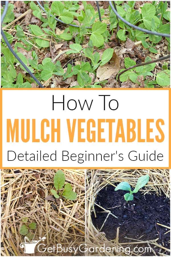 How To Mulch Vegetables: Detailed Beginner's Guide
