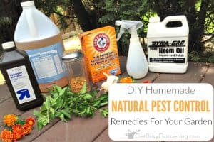 Natural Garden Pest Control Remedies And Recipes