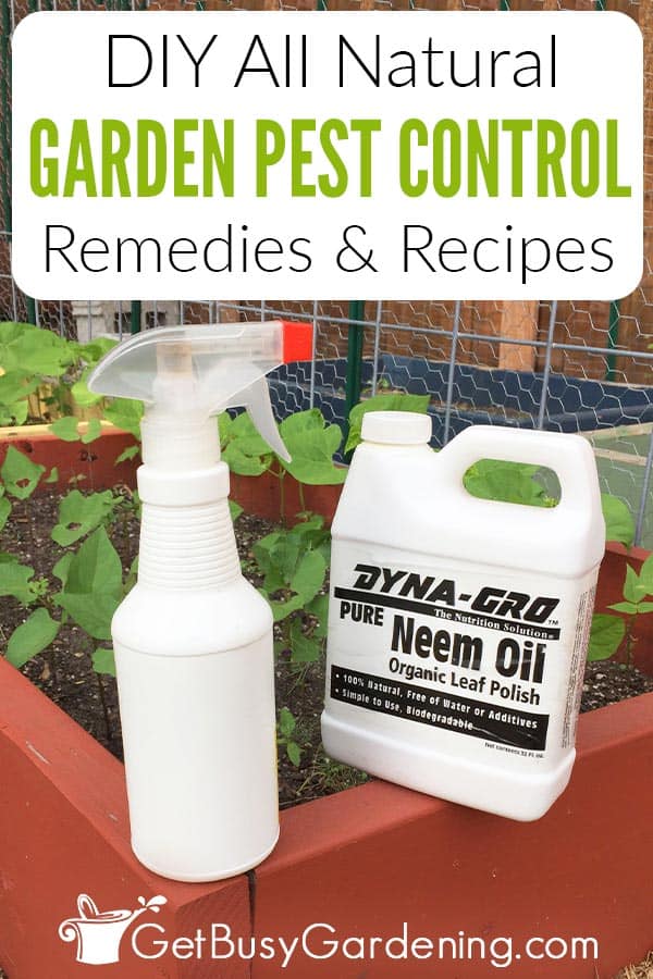 DIY All Natural Garden Pest Control Remedies & Recipes