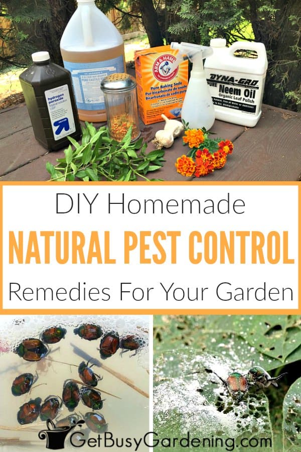 DIY Homemade Natural Pest Control Remedies For Your Garden