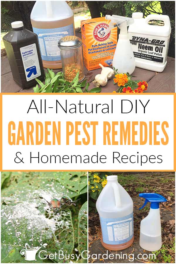All-Natural DIY Garden Pest Rememdies & Homemade Recipes