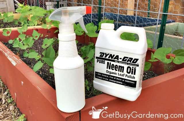 Neem oil makes a great all natural bug spray for plants