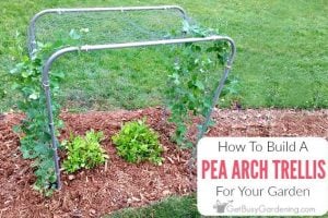 How To Build A Pea Trellis Arch