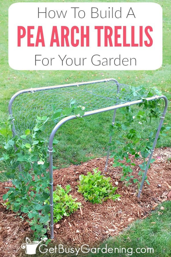 How To Build A Pea Arch Trellis For Your Garden