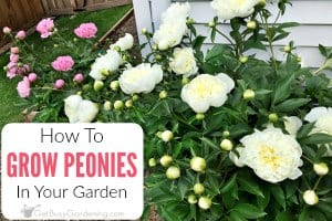 Peonies Care Guide: How To Grow Peony Plants