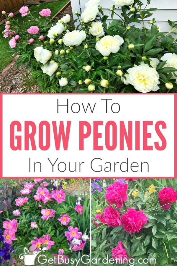 How To Grow Peonies In Your Garden