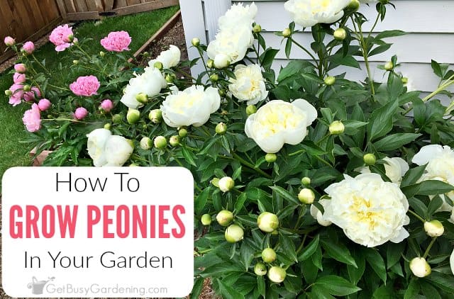 How to Plant, Grow & Care for Peony Flowers