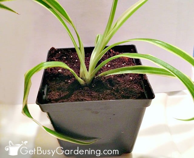 Newly propagated baby spider plant potted up