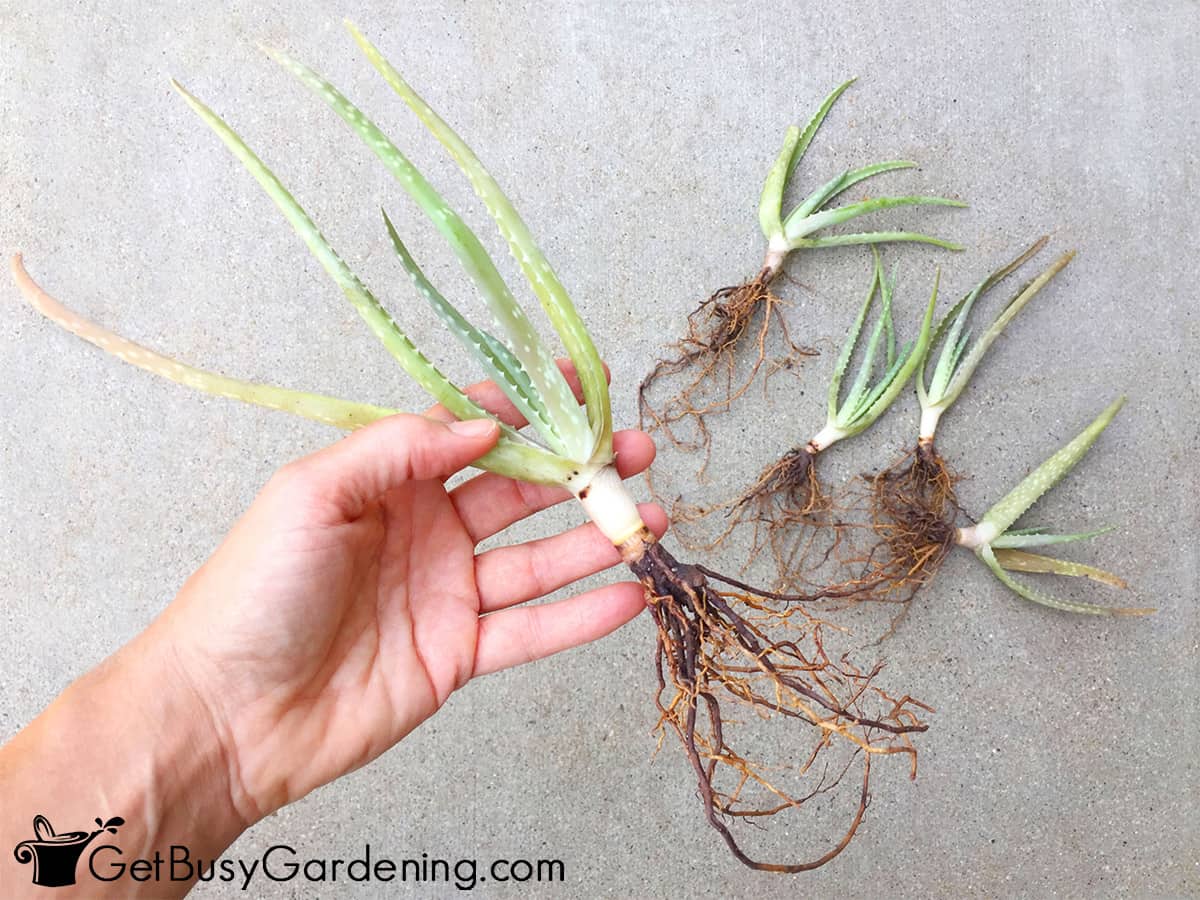 How To Propagate Aloe Vera By Division Get Busy Gardening