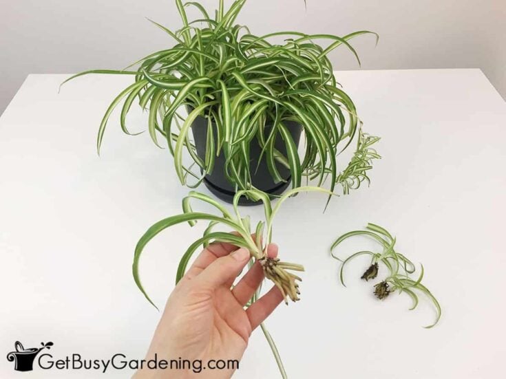 Removing spider plant babies for propagation
