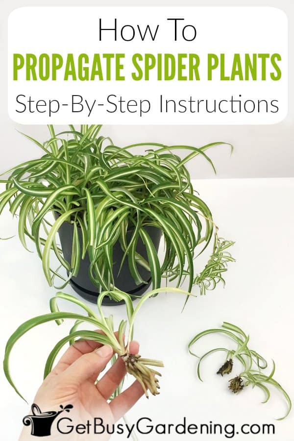 How To Propagate Spider Plants Step-By-Step Instructions