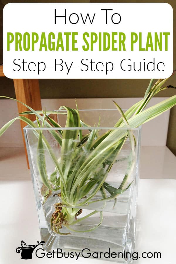 How To Propagate Spider Plant Step-By-Step Guide