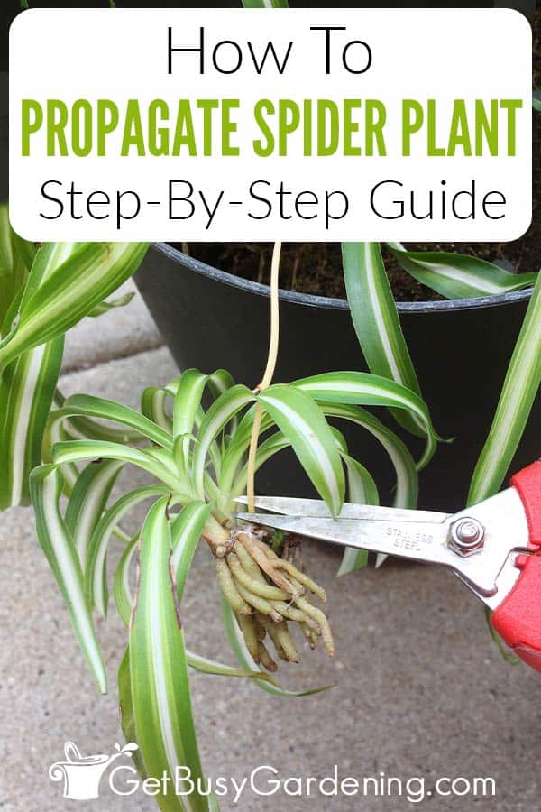 How To Propagate Spider Plant Step-By-Step Guide