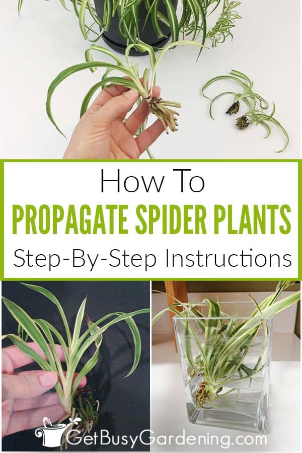 How To Propagate Spider Plants In Water Or Soil 5 Easy Steps Get 