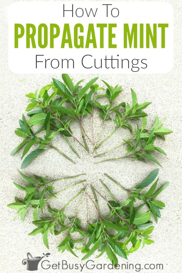 How To Propagate Mint From Cuttings