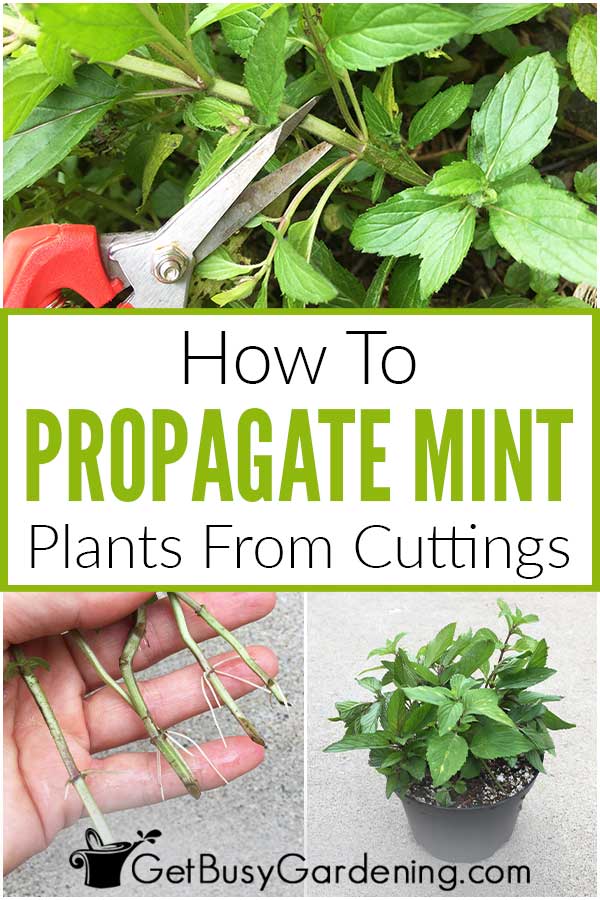 How To Propagate Mint Plants From Cuttings
