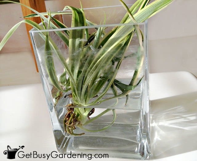 Propagating spider plants in water