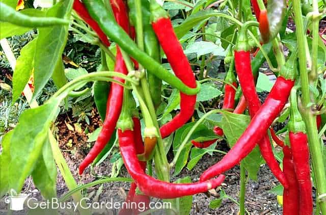 Red cayenne peppers growing in my garden
