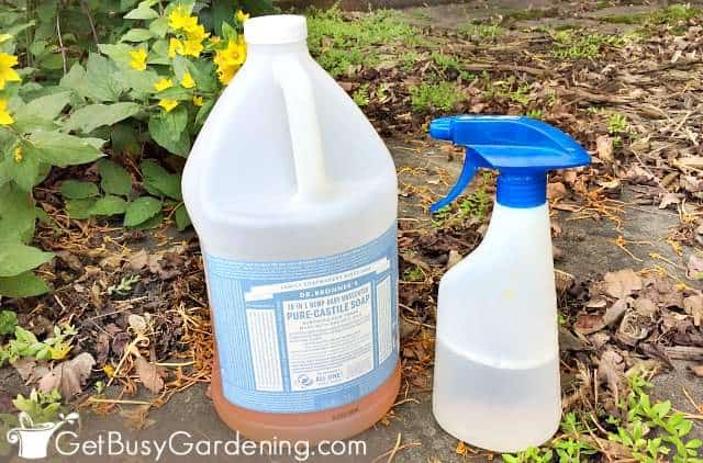 Soapy water is an easy DIY homemade insecticide for plants
