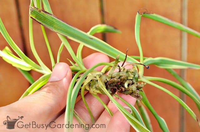 Spider plant offshoots ready to propagate
