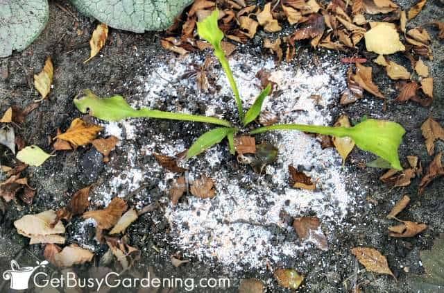 Spread eggshells around hostas to help control slugs