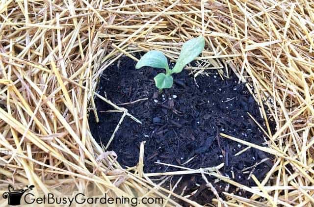 No Dig Gardening 101: How To Start A No Till Garden