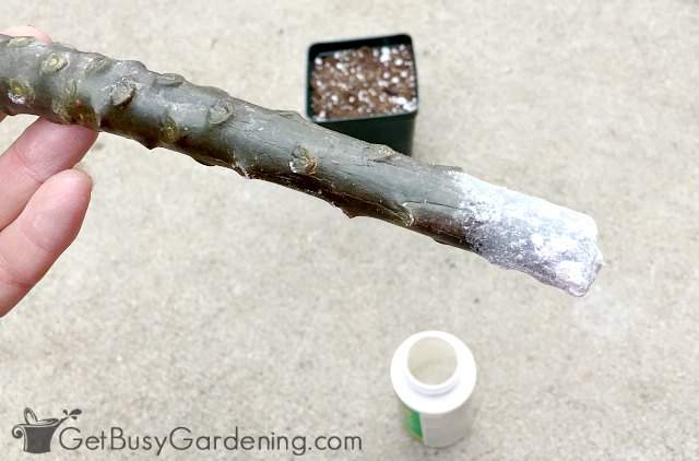 Dusting plumeria cutting with rooting hormone
