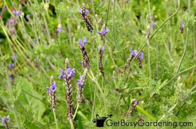 French lavender flowers growing in a warmer climate