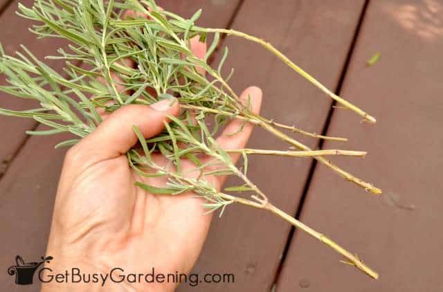 Growing lavender from cuttings