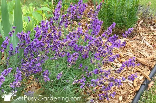 Hardy English lavender plants growing in my garden