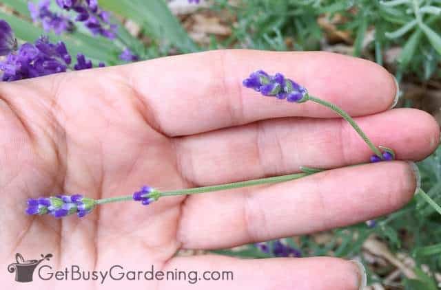 Harvesting lavender flowers from the garden