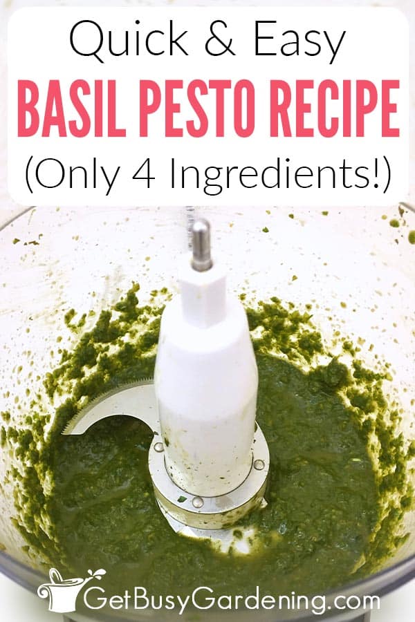 Quick & Easy Basil Pesto Recipe (Only 4 Ingredients!)