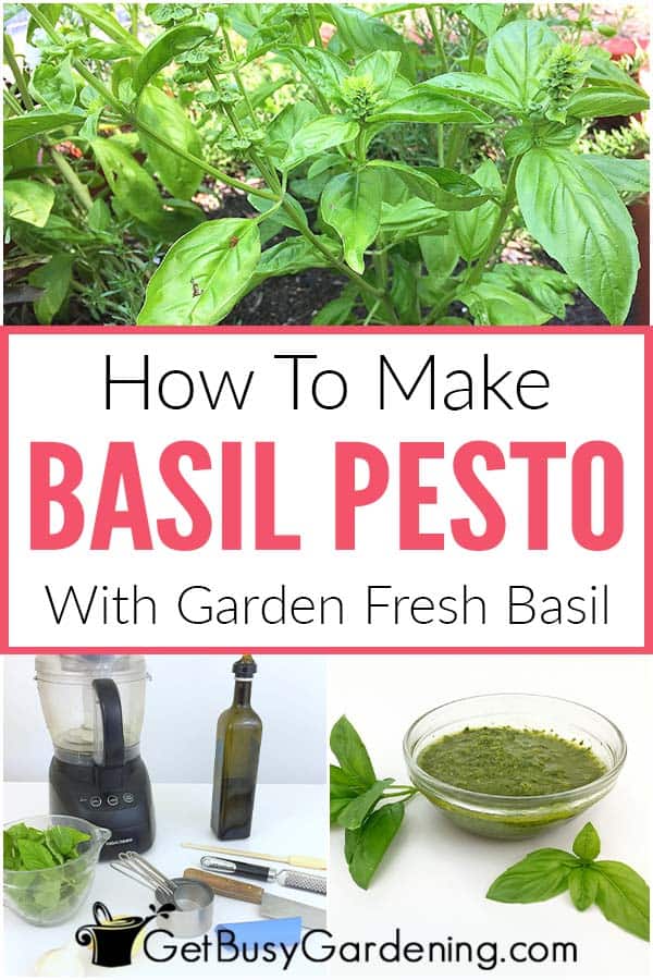 How To Make Basil Pesto With Garden Fresh Basil