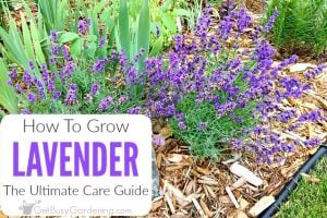 Lavender Plant Care Guide