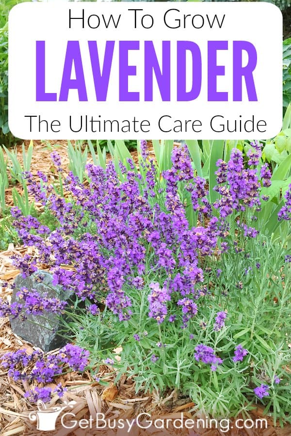 How To Grow Lavender The Ultimate Care Guide