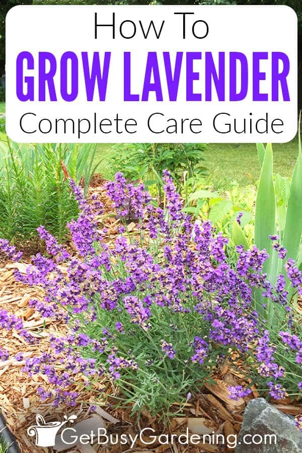 How To Grow Lavender Complete Care Guide