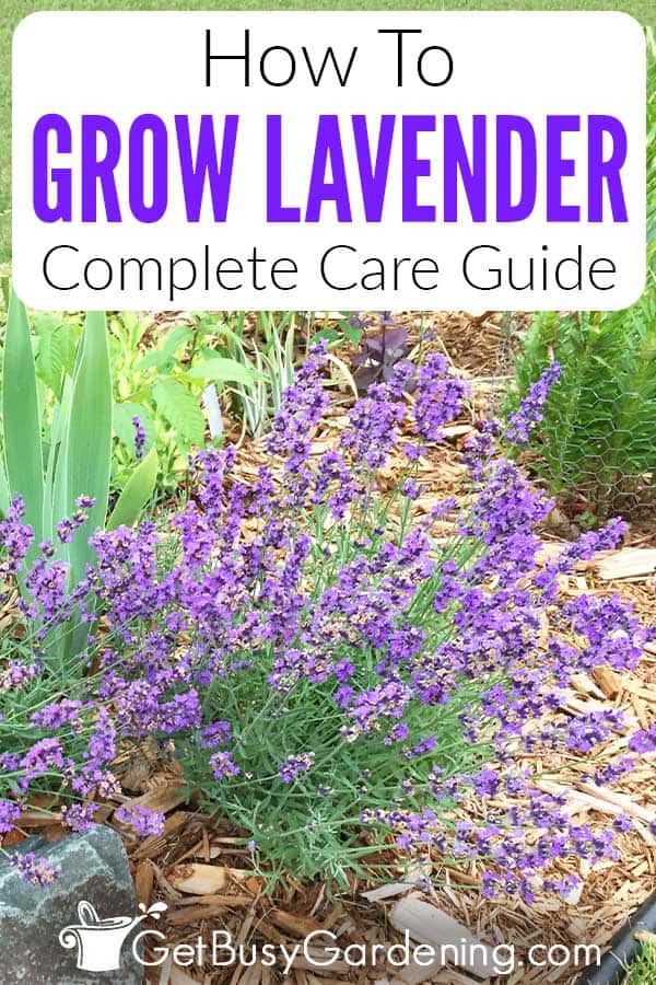 How To Grow Lavender Complete Care Guide