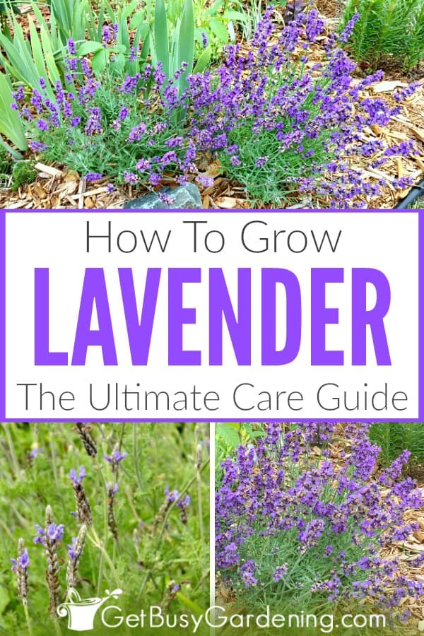 How To Grow Lavender: The Ultimate Care Guide