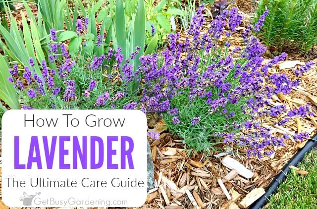 Lavender Plant Care Guide - How To Care For Lavender Plants