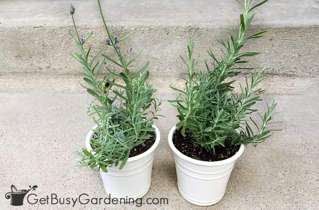Planting lavender in containers